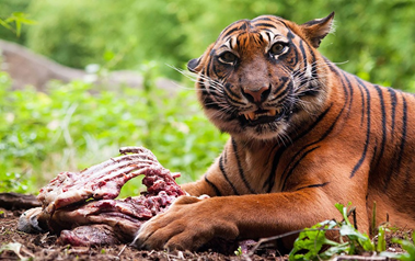 Why are so few tigers man-eaters?